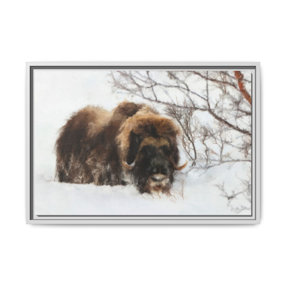 Muskox in Winter Silence, Aulavik National Park
