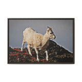 Dall’s Sheep on Rocky Ridge, Nááts'įhch'oh National Park