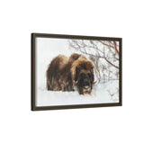 Muskox in Winter Silence, Aulavik National Park
