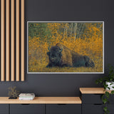 Resting Bison in Autumn, Wood Buffalo National Park