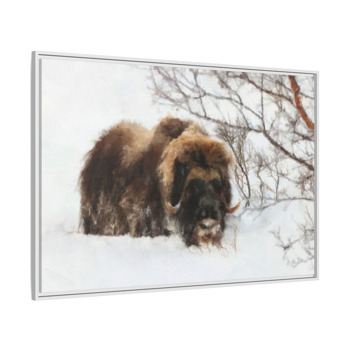 Muskox in Winter Silence, Aulavik National Park