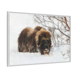 Muskox in Winter Silence, Aulavik National Park