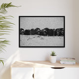 Musk Oxen of the Arctic Tundra, Sirmilik National Park