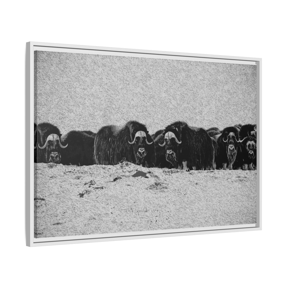 Musk Oxen of the Arctic Tundra, Sirmilik National Park