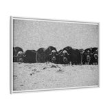 Musk Oxen of the Arctic Tundra, Sirmilik National Park