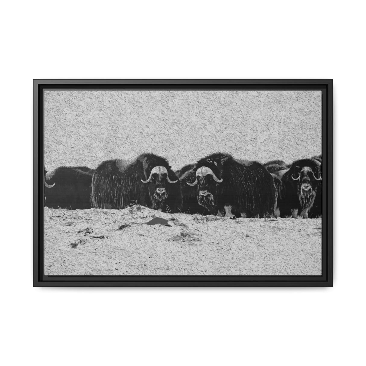 Musk Oxen in Winter