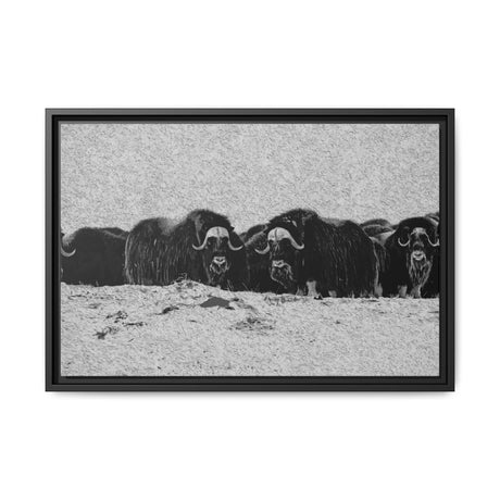 Musk Oxen in Winter